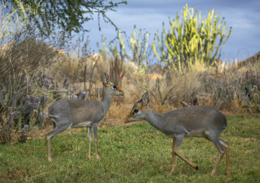 Kirk's dik-dik, Samburu county, Samburu national reserve, Kenya