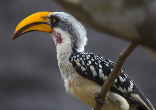 Yellow-billed hornbill sitting on a branch, Samburu county, Samburu national reserve, Kenya