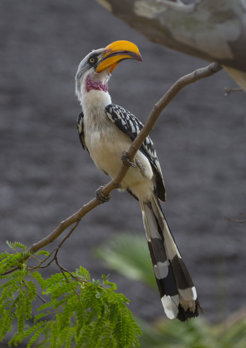 Yellow-billed hornbill sitting on a branch, Samburu county, Samburu national reserve, Kenya
