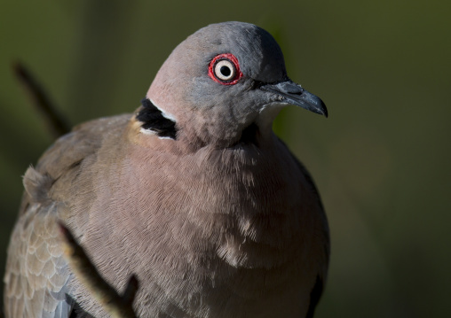 Mourning collared dove (streptopelia decipiens), Baringo county, Lake baringo, Kenya