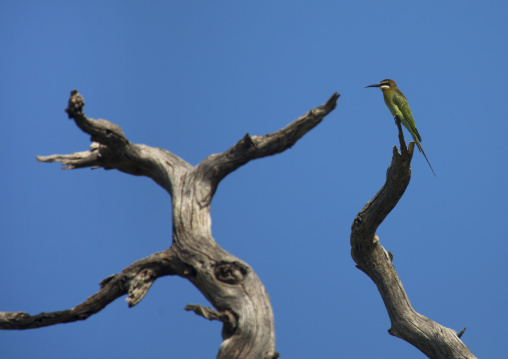 Kingfisher perching on deadwood, Baringo county, Lake baringo, Kenya
