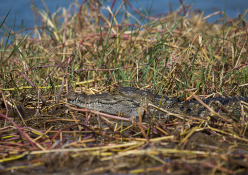 Crocodile (crocodilus niloticus) resting on a bank, Baringo county, Baringo, Kenya