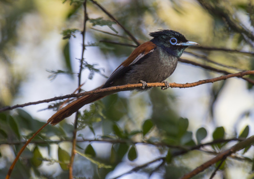 African paradise flycatcher, Baringo county, Lake baringo, Kenya