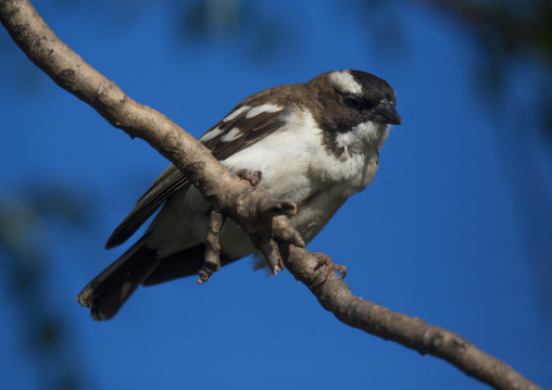 White-browed sparrow-weaver (plocepasser mahali), Baringo county, Lake baringo, Kenya