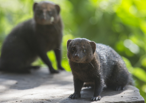 Dwarf mongoose (helogale parvula) in rocks, Baringo county, Lake baringo, Kenya
