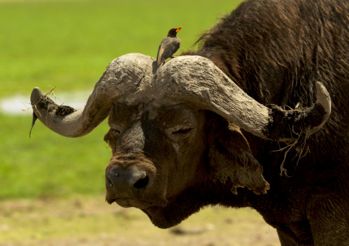 Buffalo with birds on his head, Kajiado County, Amboseli park, Kenya