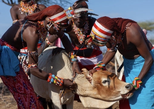 Samburu tribe men taking blood from a cow, Samburu County, Maralal, Kenya
