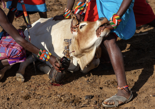 Samburu tribe men taking blood from a cow, Samburu County, Maralal, Kenya
