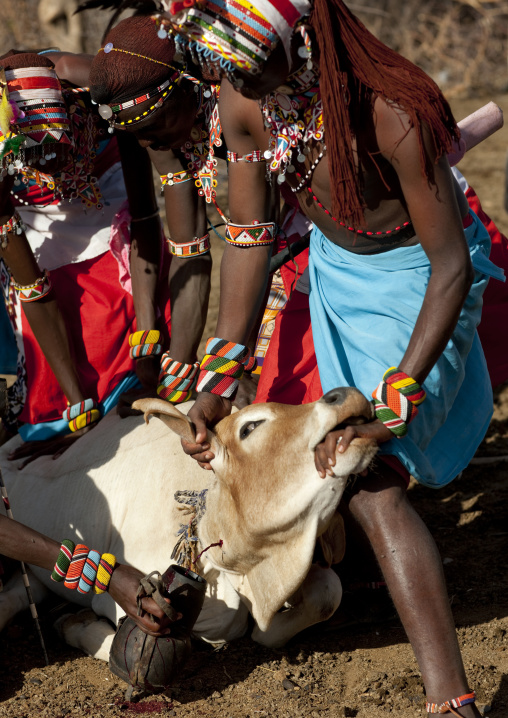 Samburu tribe men taking blood from a cow, Samburu County, Maralal, Kenya