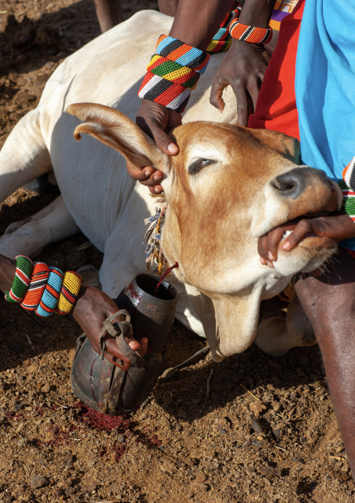 Samburu tribe men taking blood from a cow, Samburu County, Maralal, Kenya