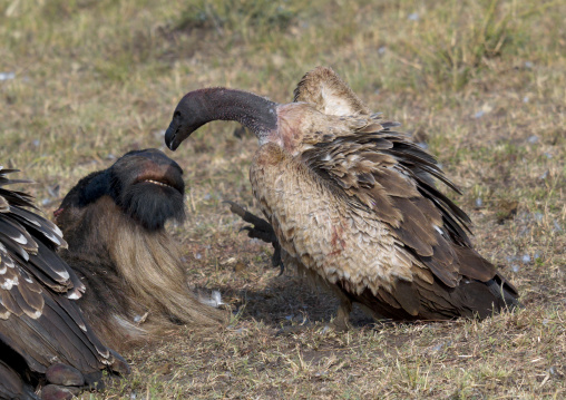 Vultures eating a dead wildebeest, Rift Valley Province, Maasai Mara, Kenya
