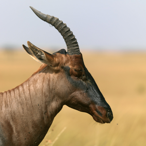 Coke's hartebeest (Alcelaphus buselaphus cokii) head, Rift Valley Province, Maasai Mara, Kenya
