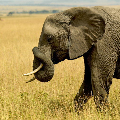 Elephant (Loxodonta africana) in the savannah, Rift Valley Province, Maasai Mara, Kenya