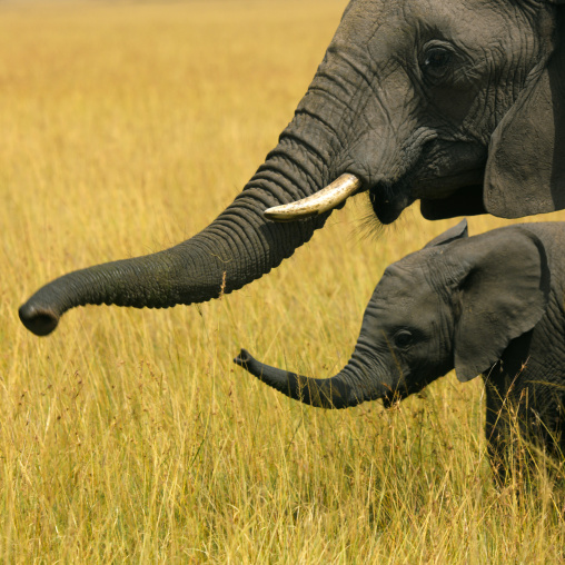 Elephant mother and her baby in the savannah, Rift Valley Province, Maasai Mara, Kenya