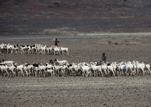 Goats and sheeps with children sheperds, Marsabit County, Chalbi Desert, Kenya
