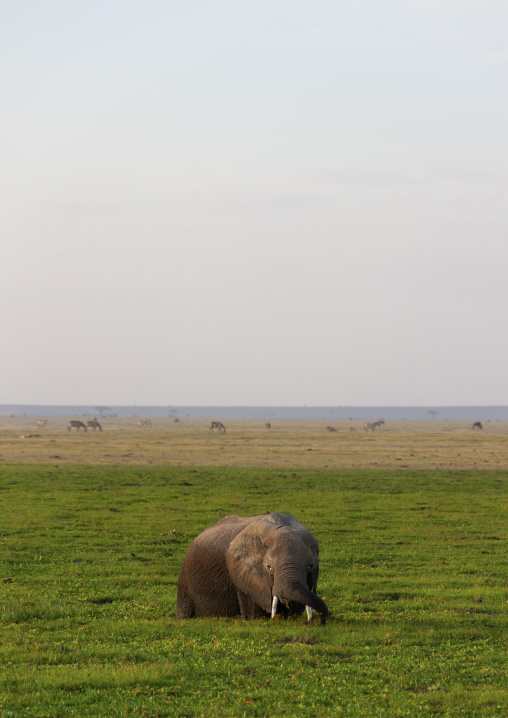 Elephant in a lake covered with grass, Kajiado County, Amboseli park, Kenya