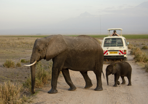Elephant mother with her baby crossing the road in front of a tourist car, Kajiado County, Amboseli park, Kenya