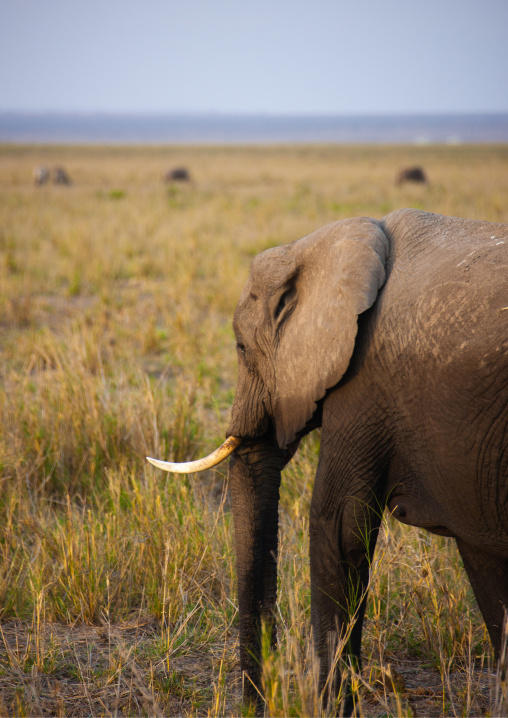 Side view of an elephant, Kajiado County, Amboseli park, Kenya