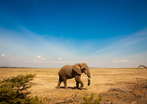 Elephant in the savannah, Kajiado County, Amboseli park, Kenya