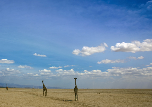 Giraffes against a cloudy sky, Kajiado County, Amboseli park, Kenya