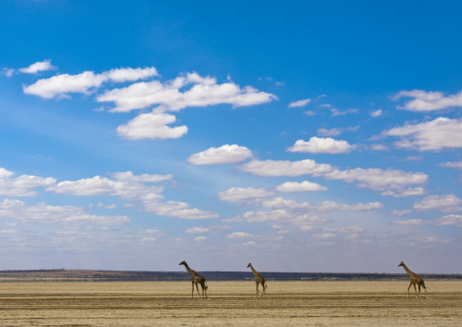 Giraffes against a cloudy sky, Kajiado County, Amboseli park, Kenya