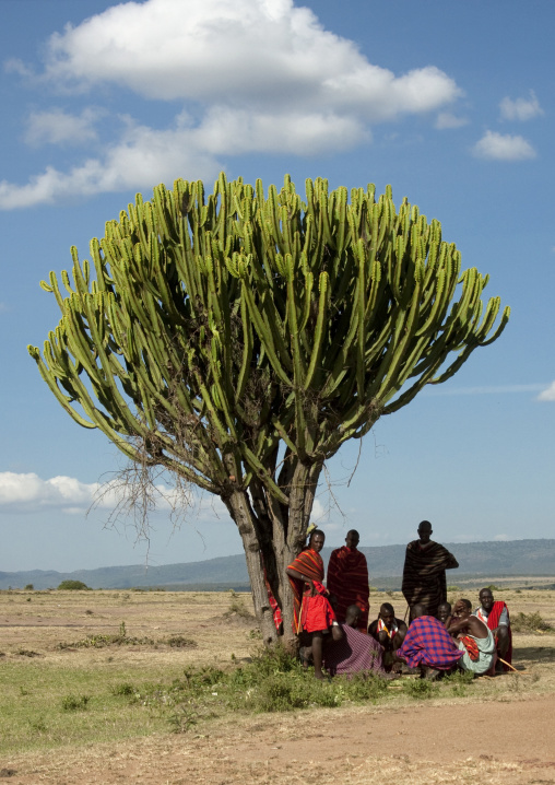 Maasai tribe men looking for shadow under a tree, Rift Valley Province, Maasai Mara, Kenya