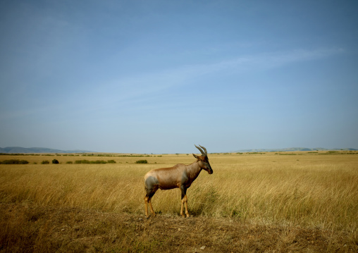 Coke's hartebeest (Alcelaphus buselaphus cokii), Rift Valley Province, Maasai Mara, Kenya