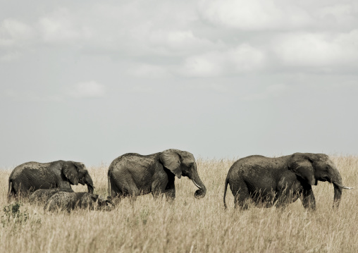 Elephants in line in the savannah, Rift Valley Province, Maasai Mara, Kenya
