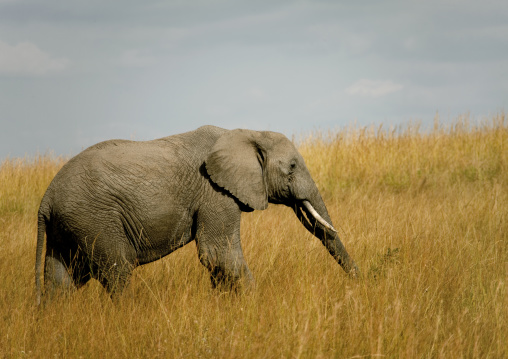 Elephant in the savannah, Rift Valley Province, Maasai Mara, Kenya