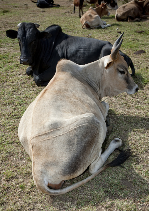 Cows in a Maasai camp, Rift Valley Province, Maasai Mara, Kenya