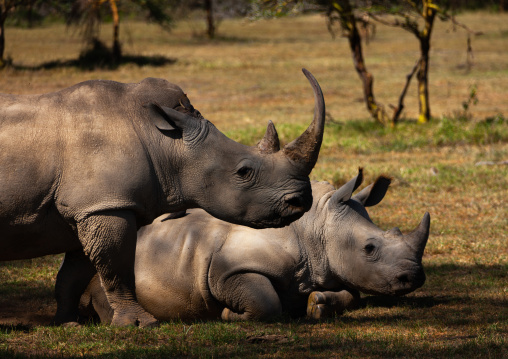White rhinos resting in the shade, Rift Valley Province, Lake Nakuru, Kenya
