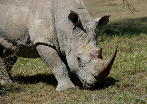 White rhino grazing, Rift Valley Province, Lake Nakuru, Kenya