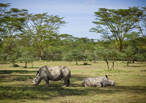 White rhinos resting in the shade, Rift Valley Province, Lake Nakuru, Kenya