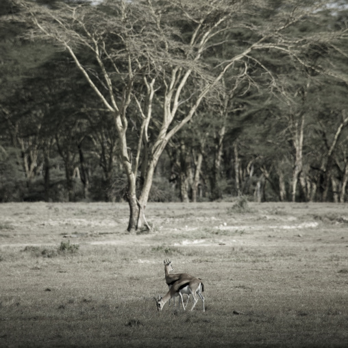 Gazelles, Kenya