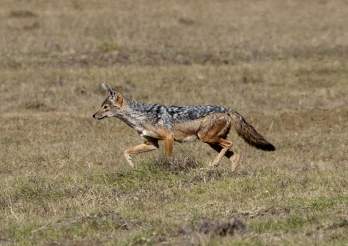 Black-Backed Jackal in the savannah, Rift Valley Province, Lake Nakuru, Kenya