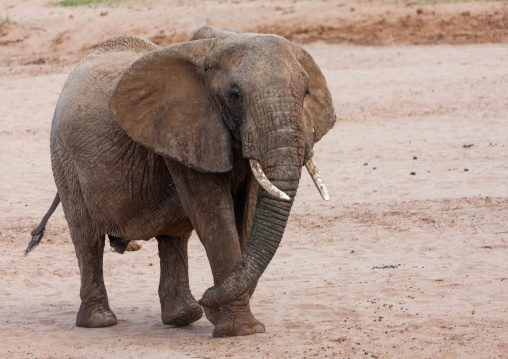 Elephant in the savannah, Rift Valley Province, Maasai Mara, Kenya