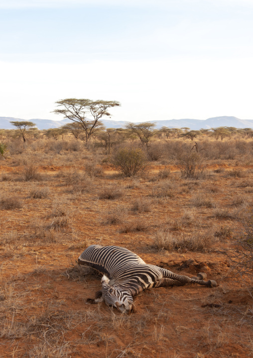 Dead zebra in the bush, Rift Valley Province, Maasai Mara, Kenya
