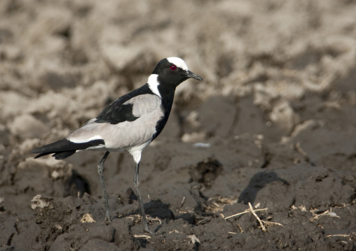 African Pied Wagtail bird, Rift Valley Province, Lake Nakuru, Kenya