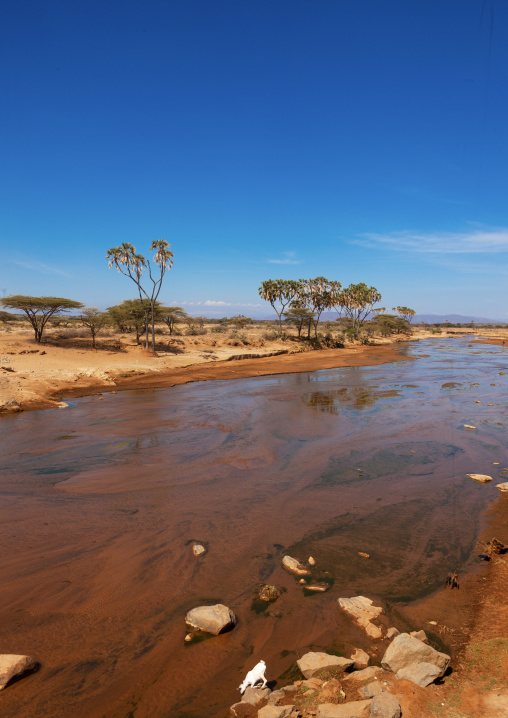 Wasoniro river with acacia trees, Laikipia County, Mount Kenya, Kenya