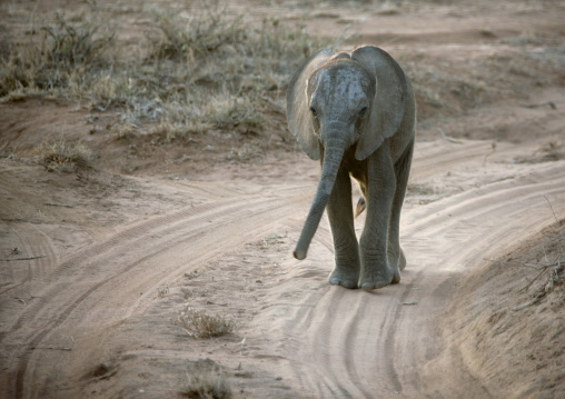 Baby african elephant (loxodonta africana) walking on a track, Rift Valley Province, Maasai Mara, Kenya