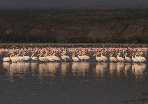 Great white pelicans (Pelecanus onocrotalus) and Lesser flamingos (Phoeniconaias minor), Nakuru County, Nakuru, Kenya