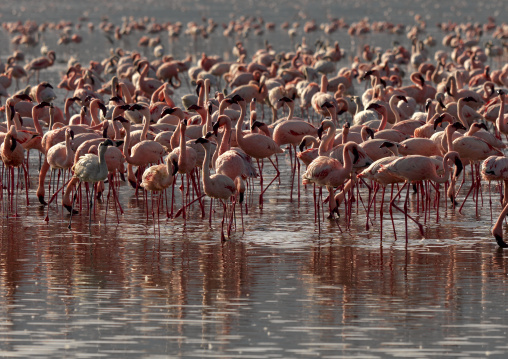 Lesser flamingo (Phoeniconaias minor), Rift valley Province, Lake Nakuru, Kenya