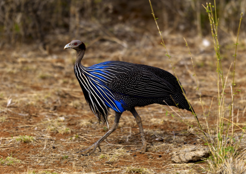 Vulturine guineafowl (acryllium vulturinum), Samburu County, Samburu national reserve, Kenya