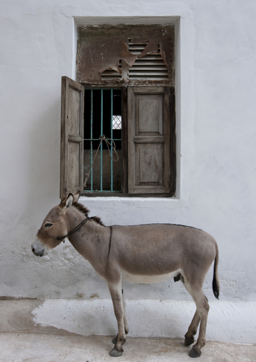 Donkey in front of a window house, Lamu County, Lamu, Kenya