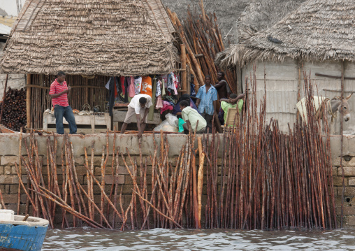 Mangrove wood poles in the port, Lamu County, Lamu, Kenya