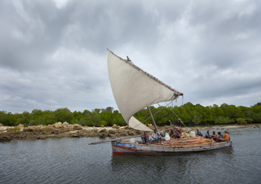 Dhow sailing in the mangrove, Lamu County, Lamu, Kenya