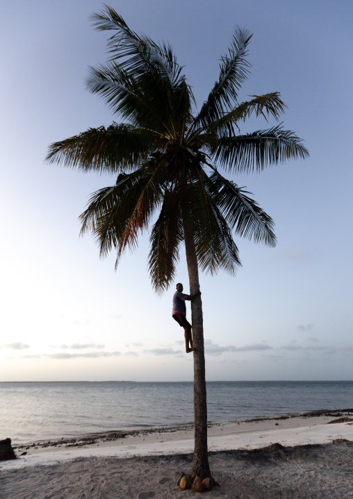 Man climbing to plam tree on a beach, Lamu County, Lamu, Kenya