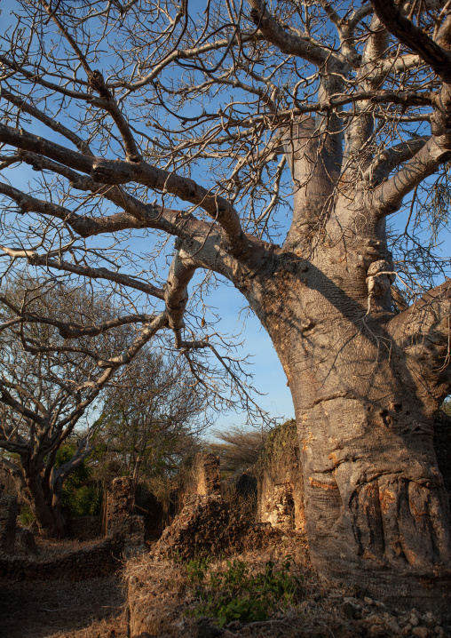 Takwa islamic ruins, Lamu County, Manda island, Kenya