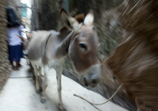 Donkeys in a narrow street, Lamu County, Lamu, Kenya