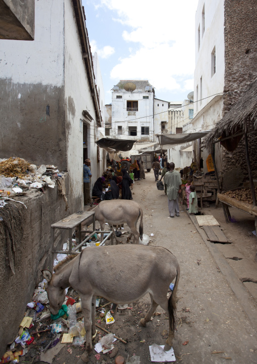 Donkeys looking for food among trash, Lamu County, Lamu, Kenya